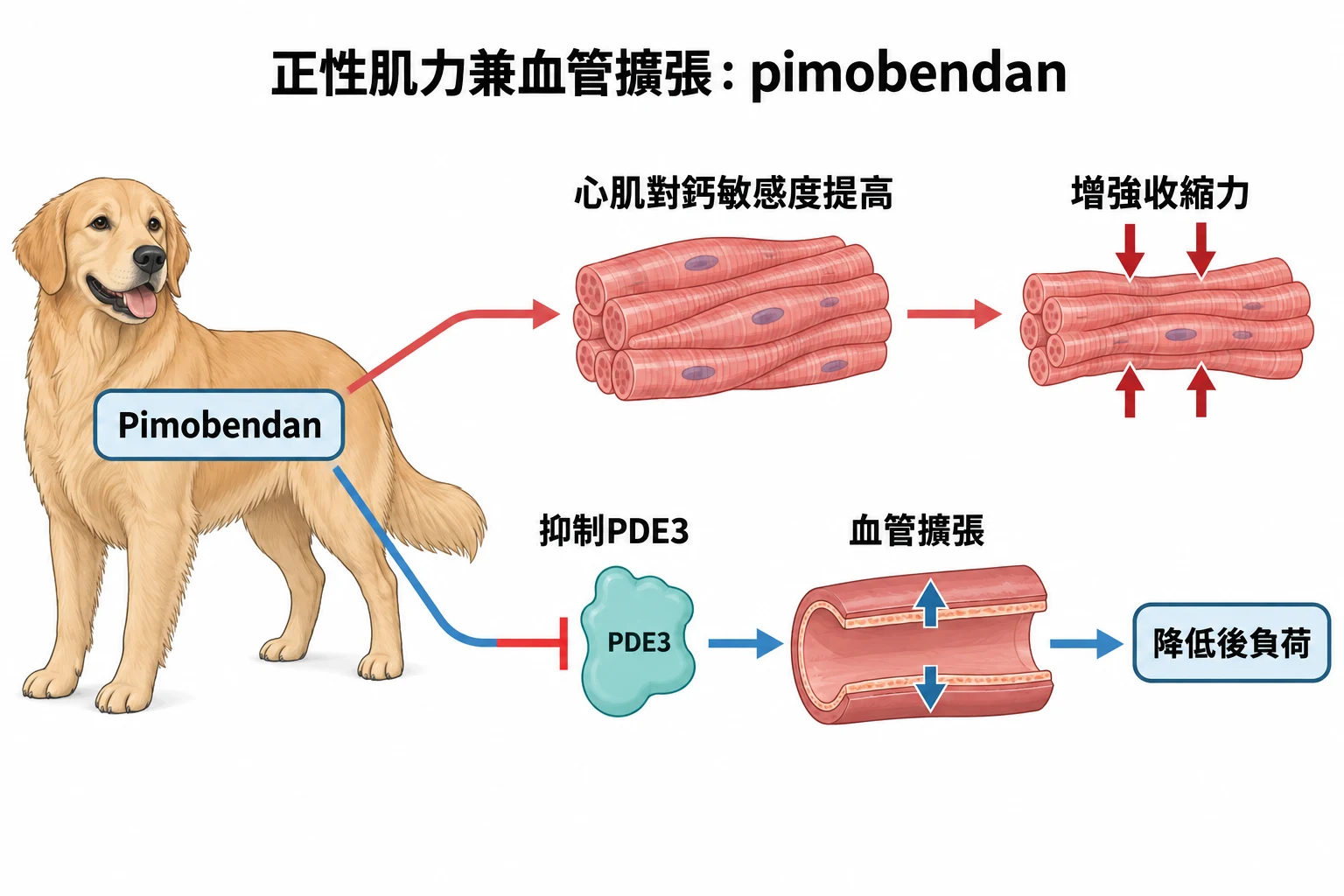 正性肌力兼血管擴張:pimobendan教學插圖