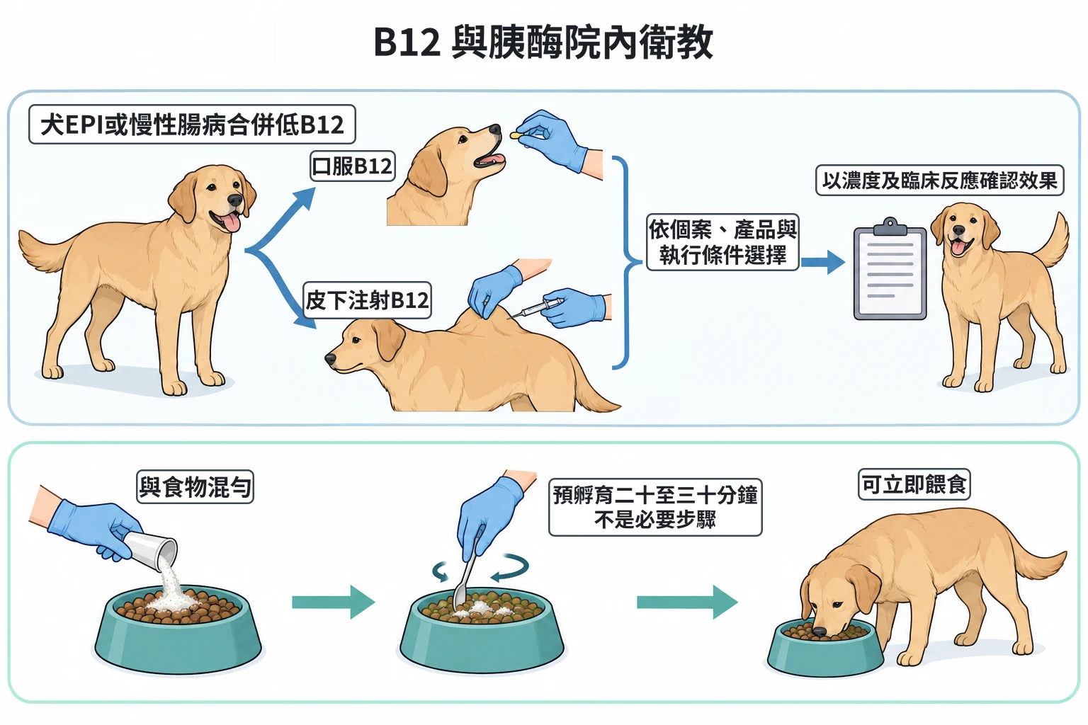 B12 與胰酶院內衛教教學插圖