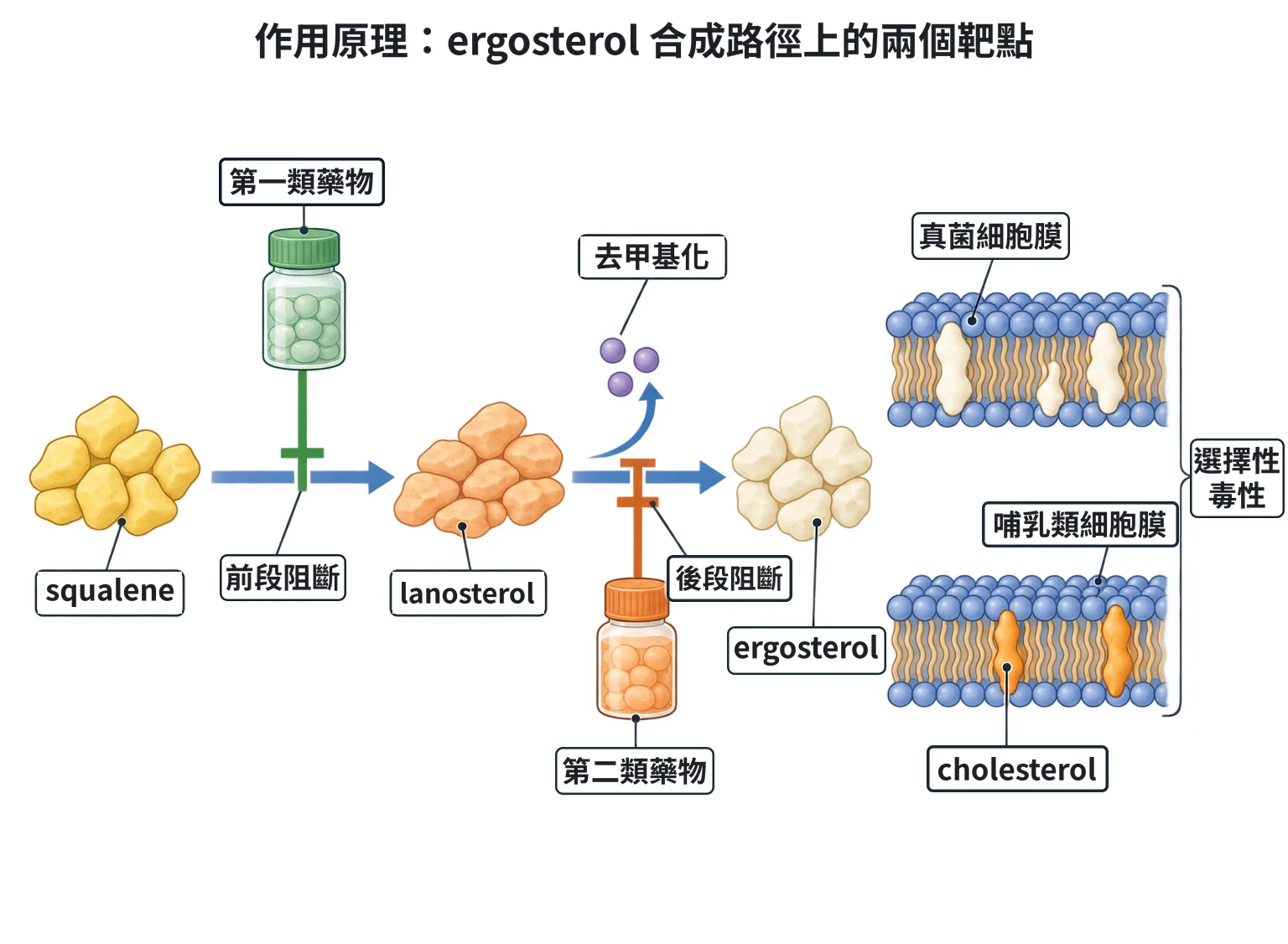 作用原理:ergosterol 合成路徑上的兩個靶點教學插圖