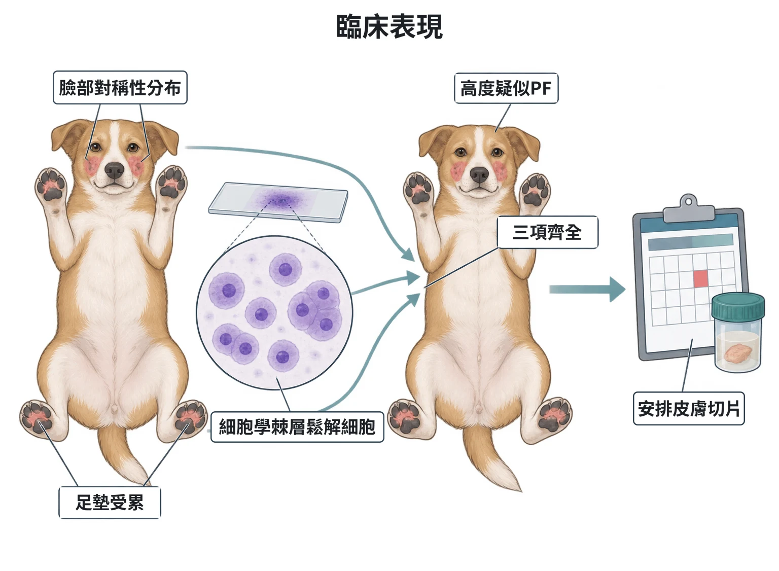 臨床表現教學插圖