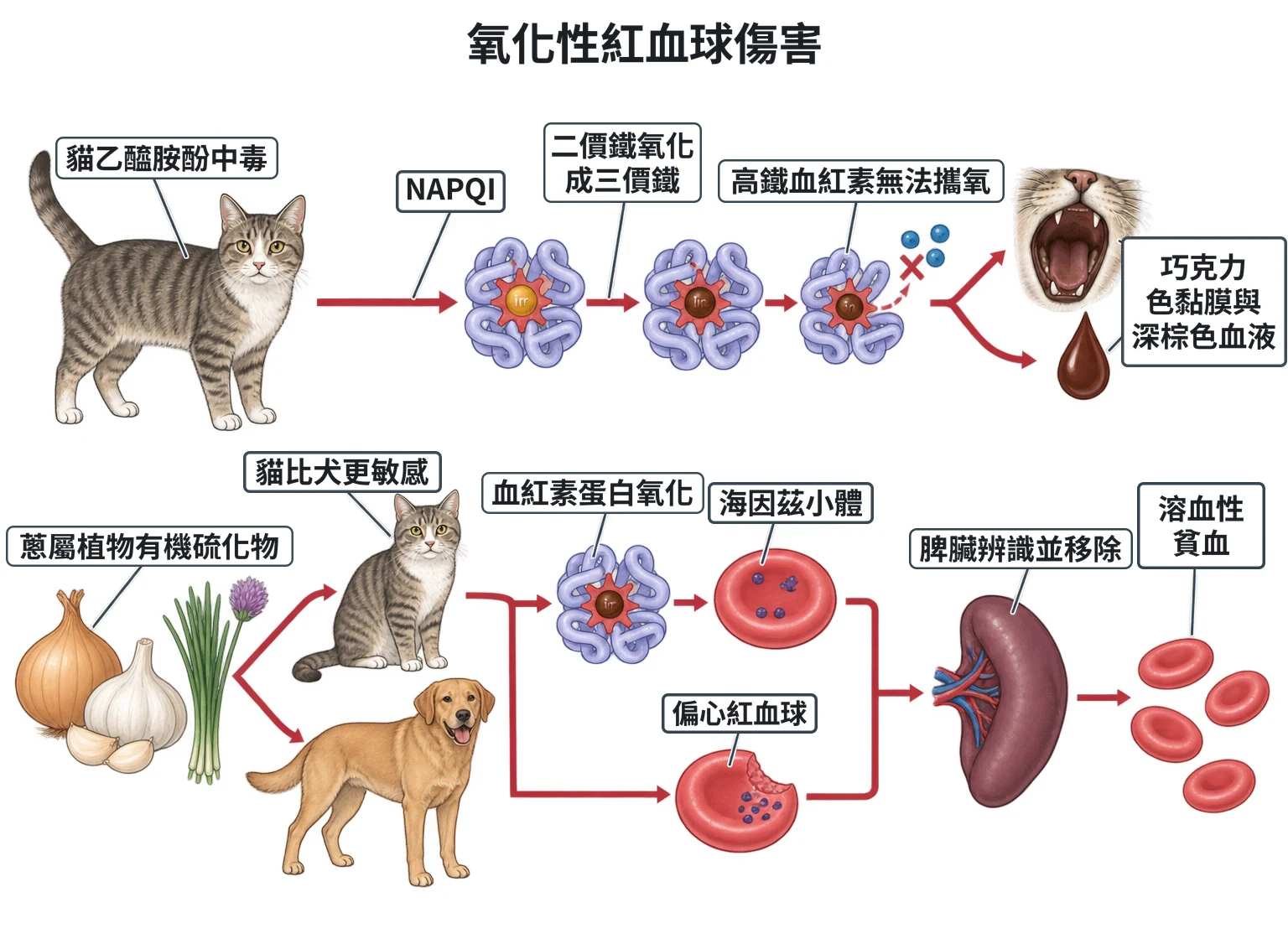 氧化性紅血球傷害教學插圖