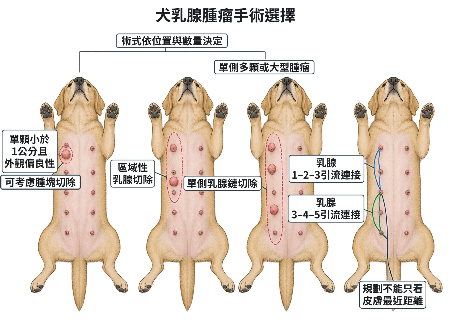 犬乳腺腫瘤手術選擇教學插圖