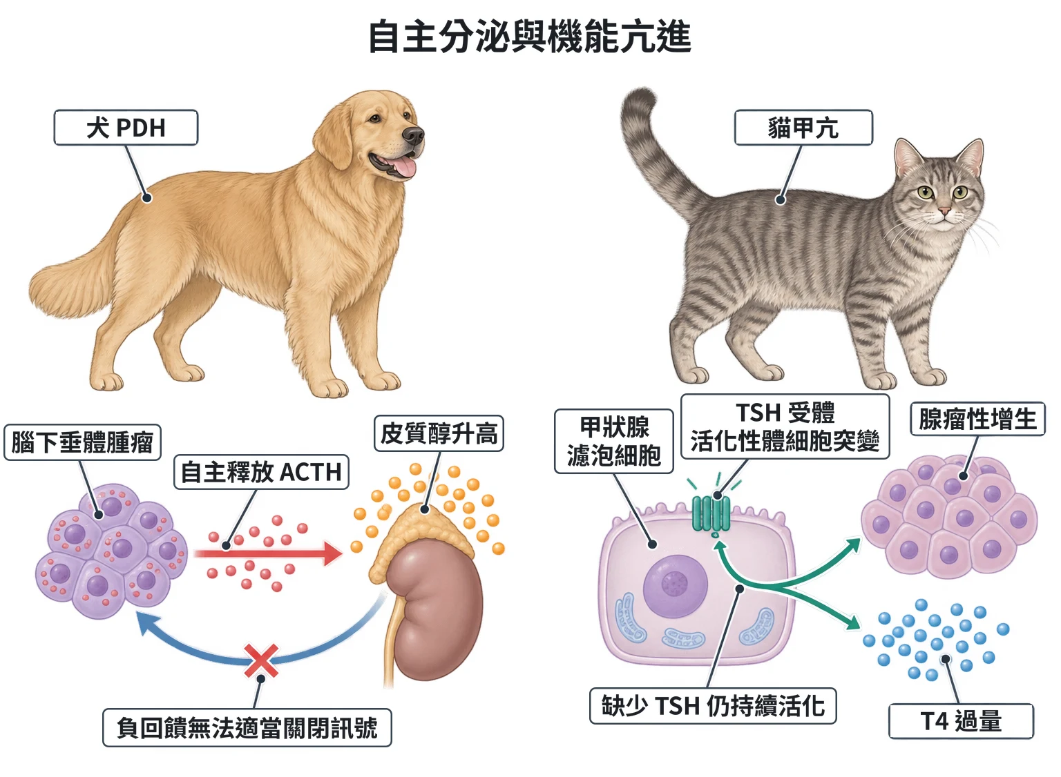自主分泌與機能亢進教學插圖