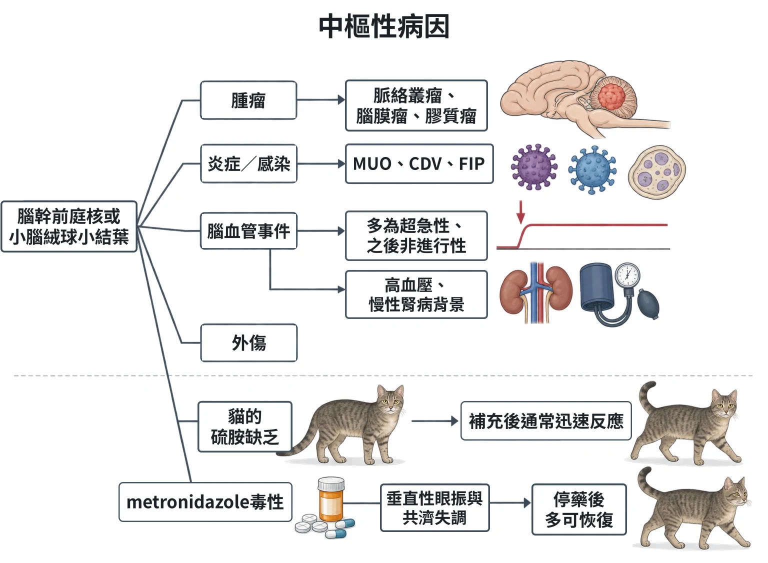 中樞性病因教學插圖
