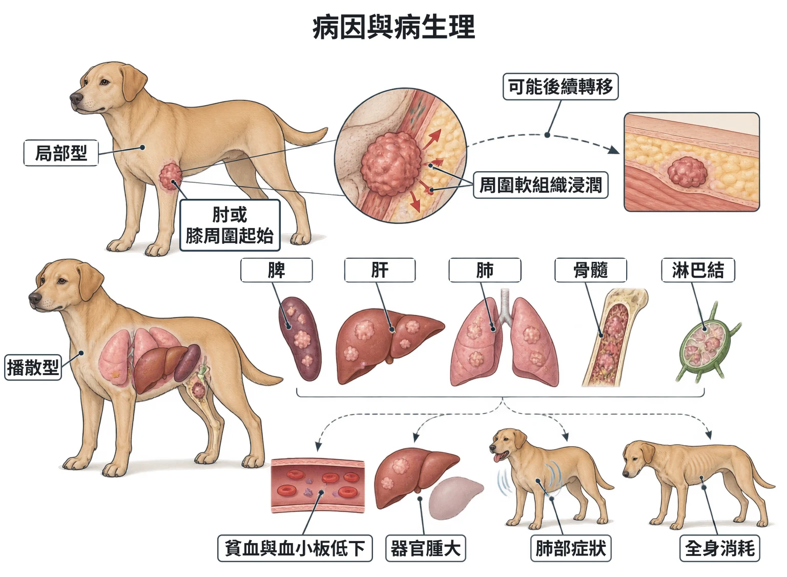 病因與病生理教學插圖