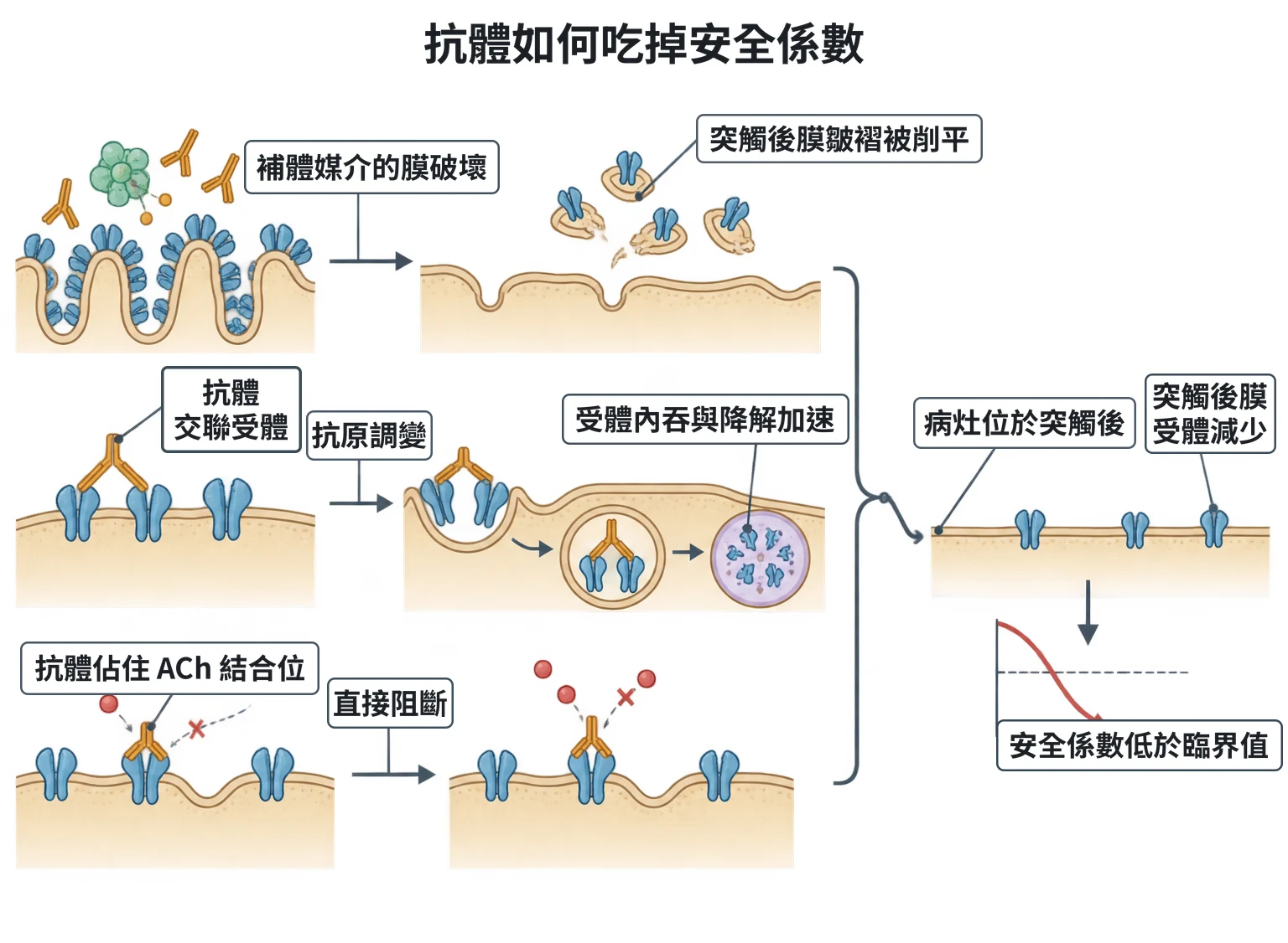 抗體如何吃掉安全係數教學插圖