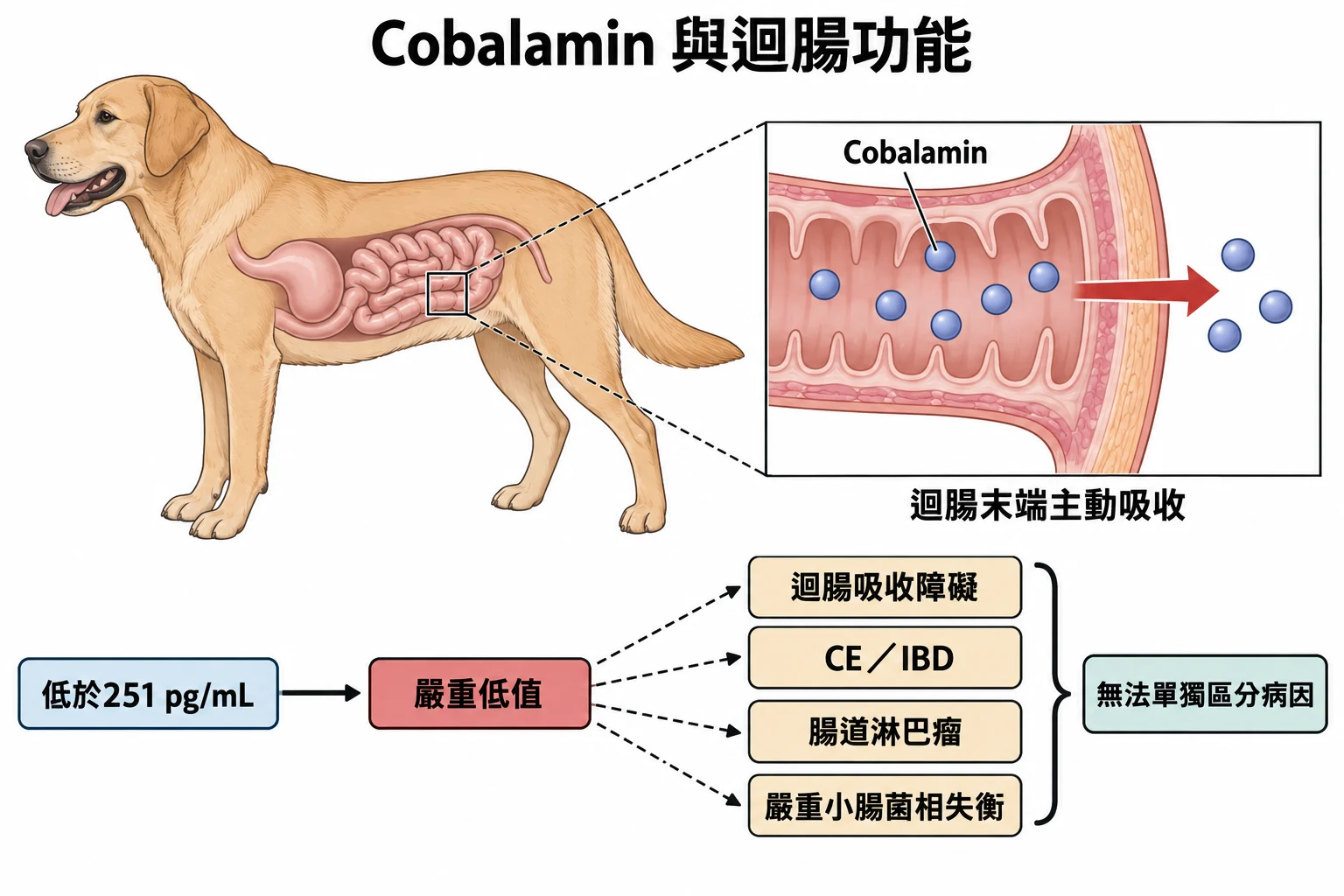 Cobalamin 與迴腸功能教學插圖