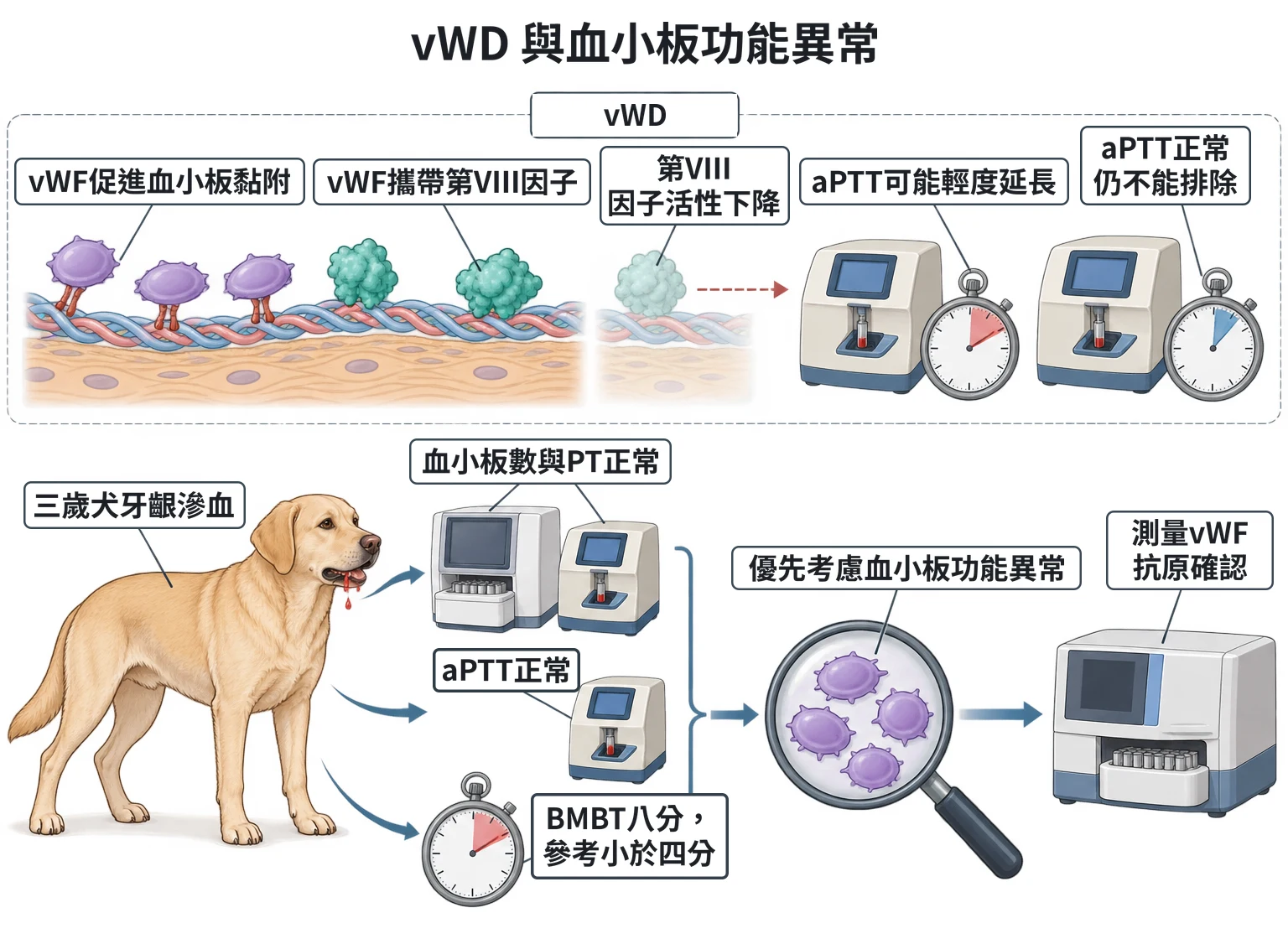 vWD 與血小板功能異常教學插圖