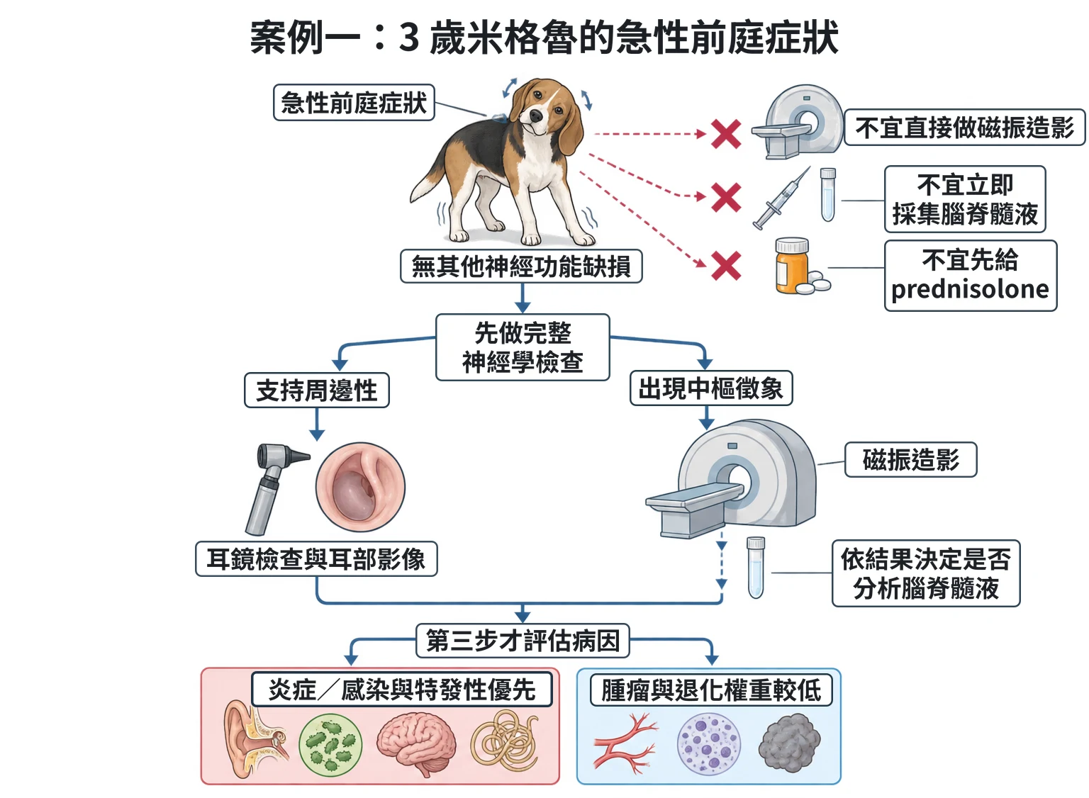 案例一:3 歲米格魯的急性前庭症狀教學插圖