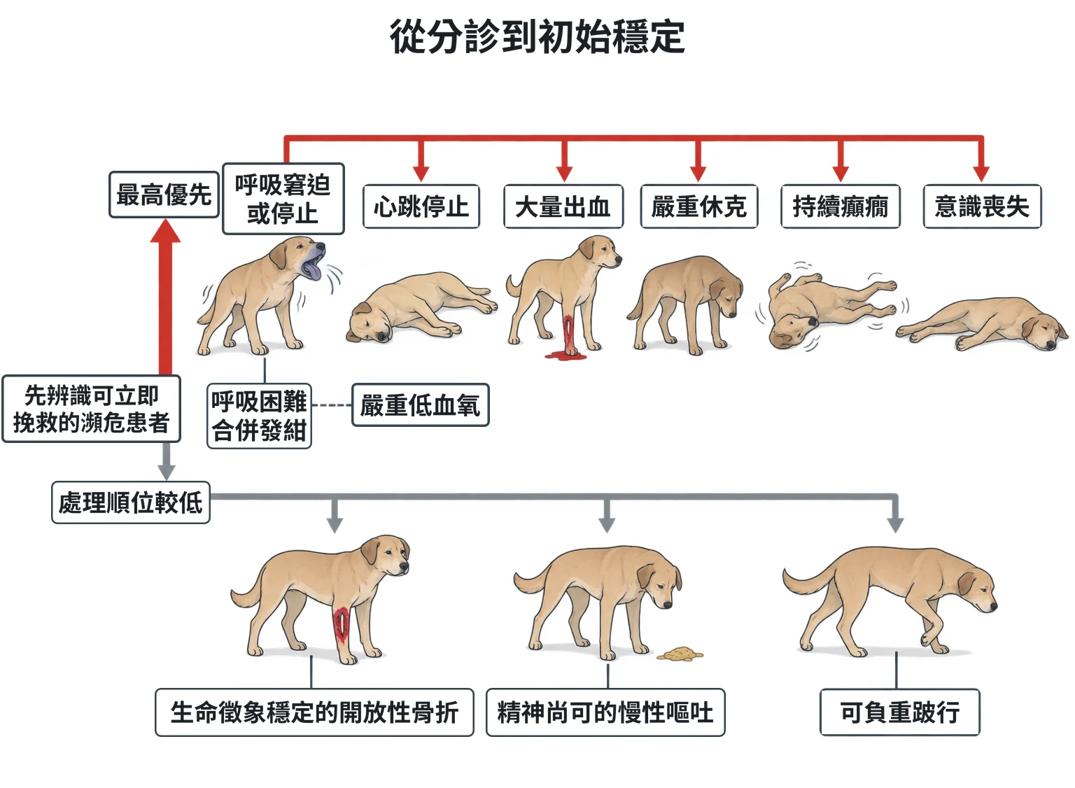 從分診到初始穩定教學插圖