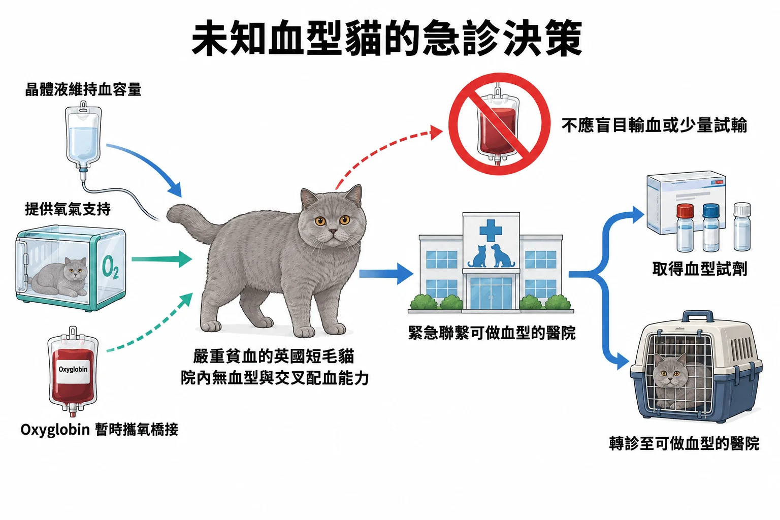 未知血型貓的急診決策教學插圖