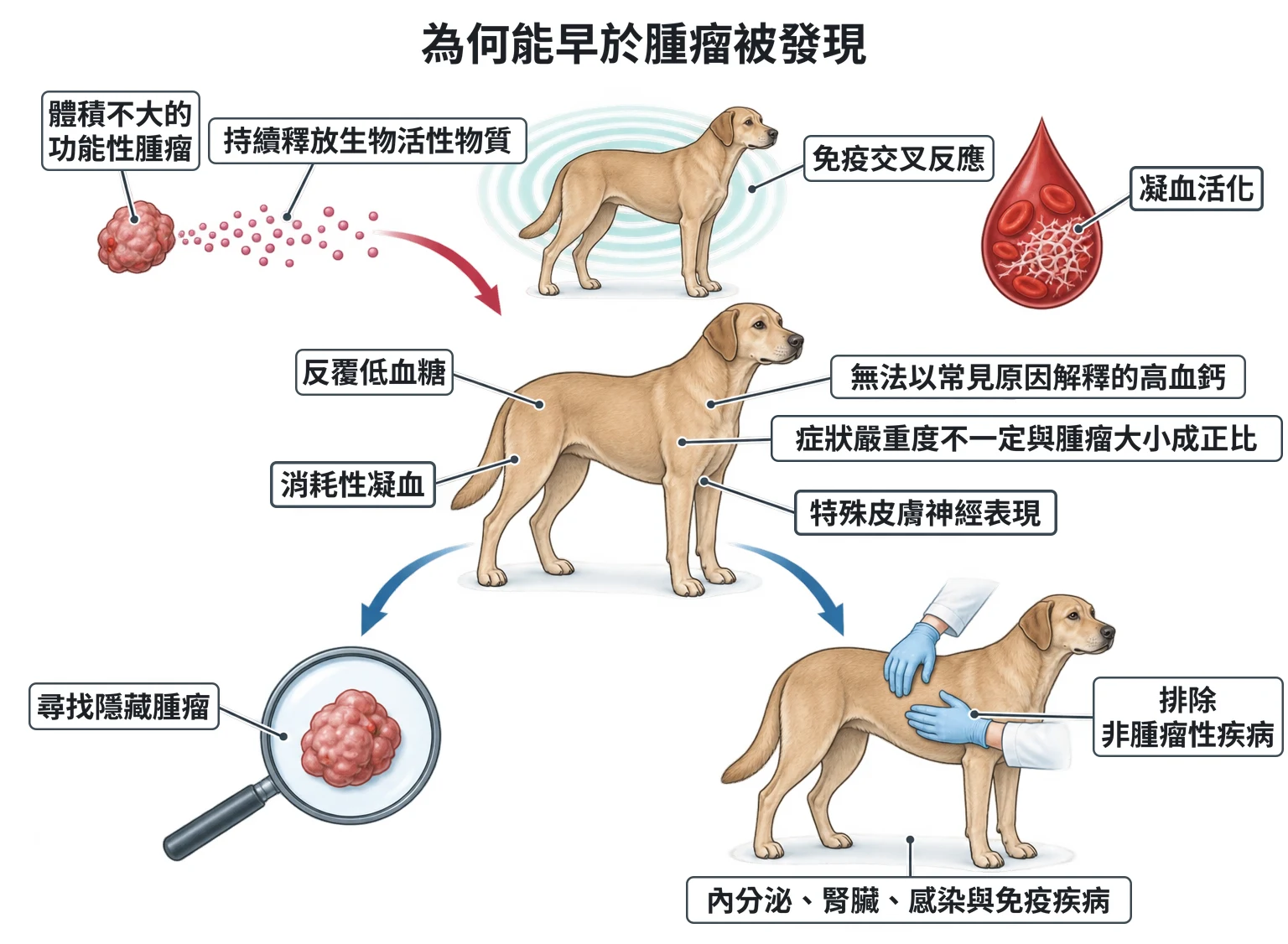 為何能早於腫瘤被發現教學插圖