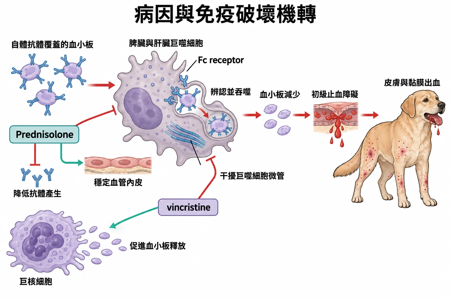 病因與免疫破壞機轉教學插圖