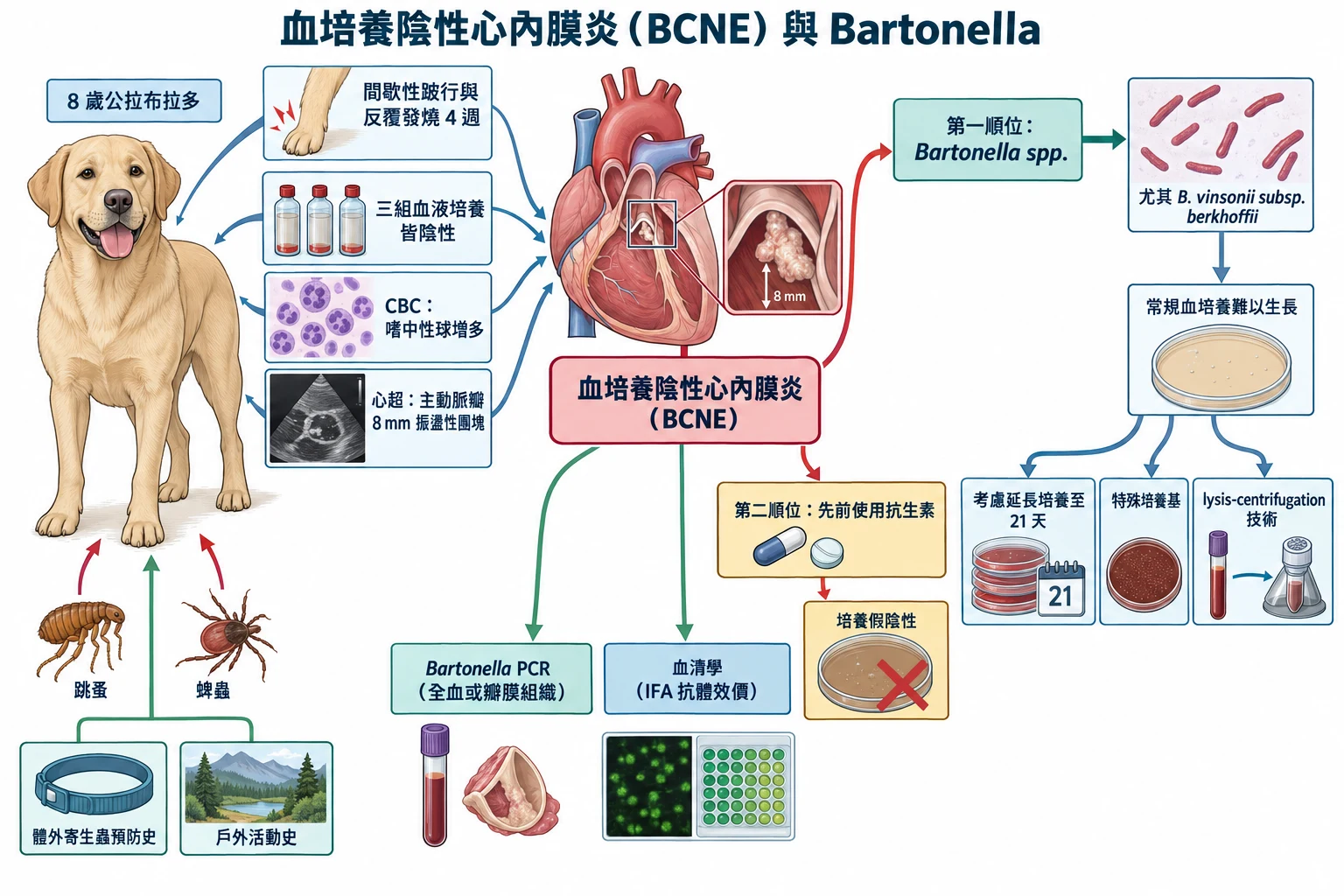 血培養陰性心內膜炎(BCNE)與 Bartonella教學插圖