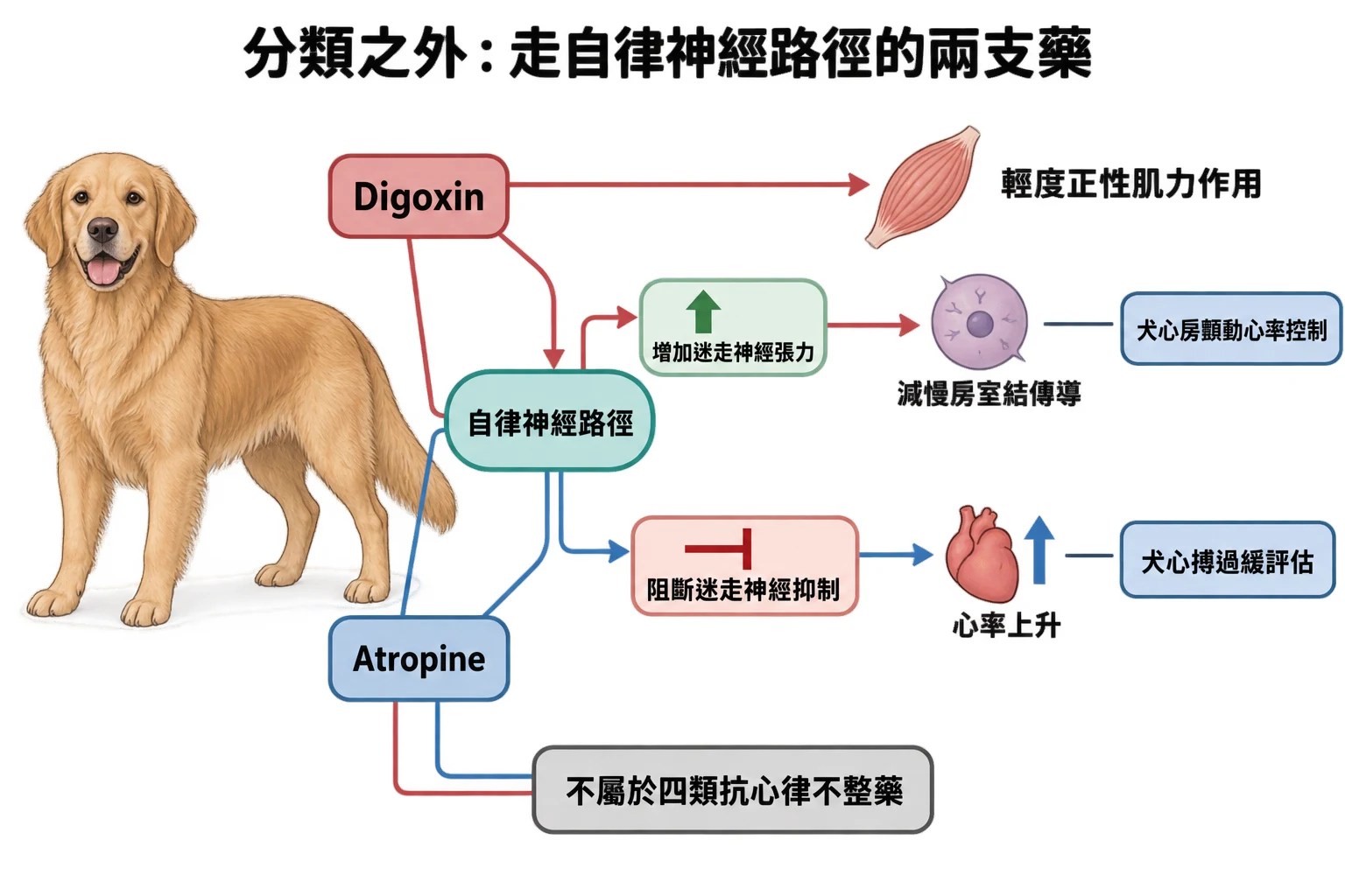 分類之外:走自律神經路徑的兩支藥教學插圖