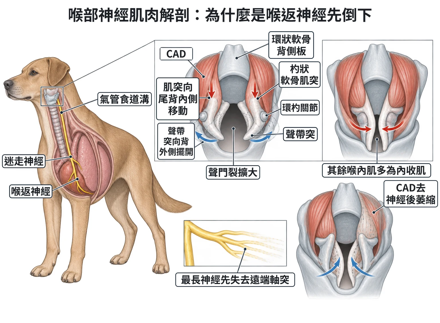 喉部神經肌肉解剖:為什麼是喉返神經先倒下教學插圖