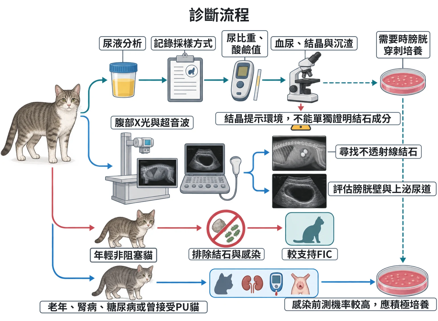診斷流程教學插圖