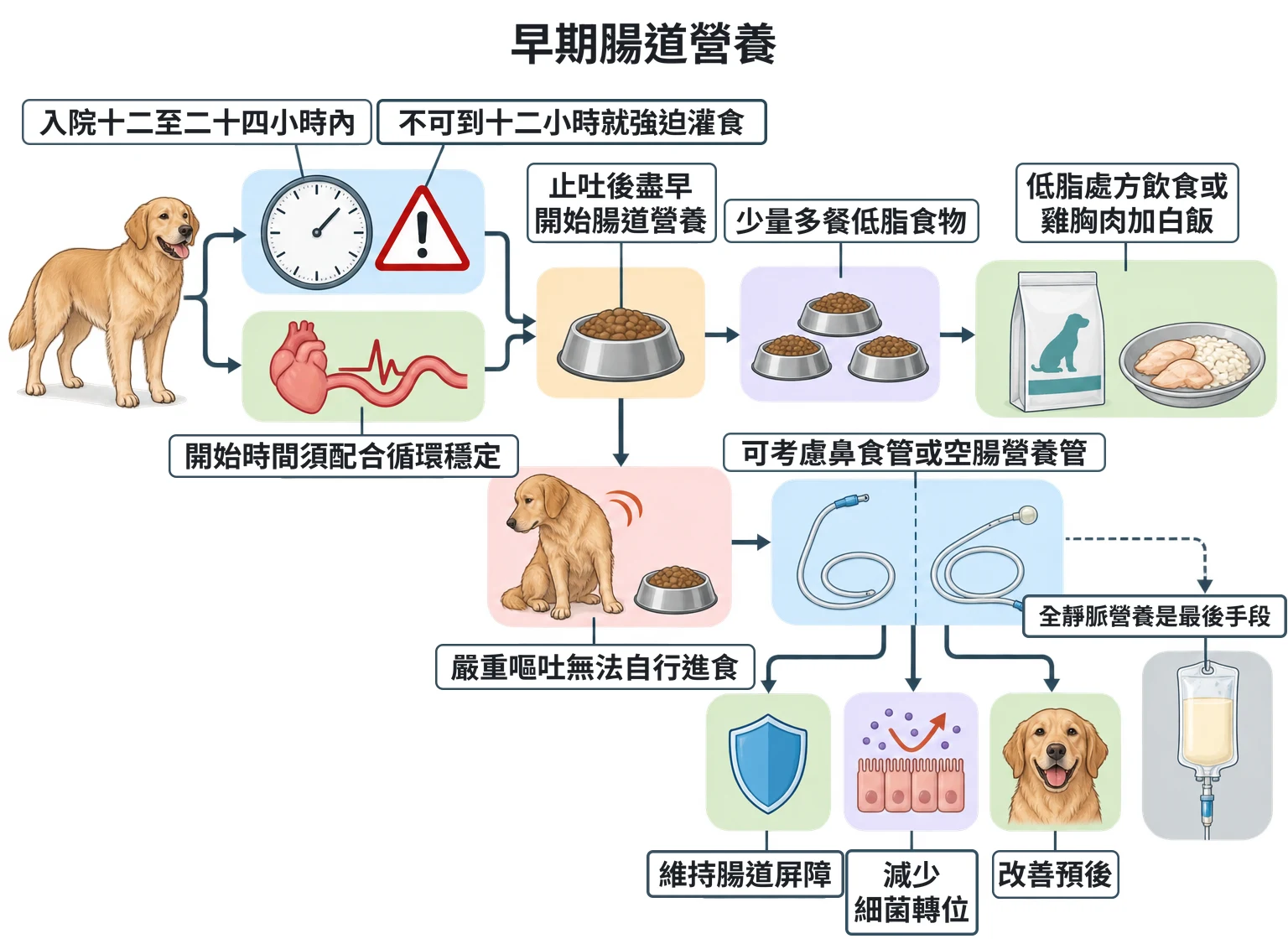 早期腸道營養教學插圖