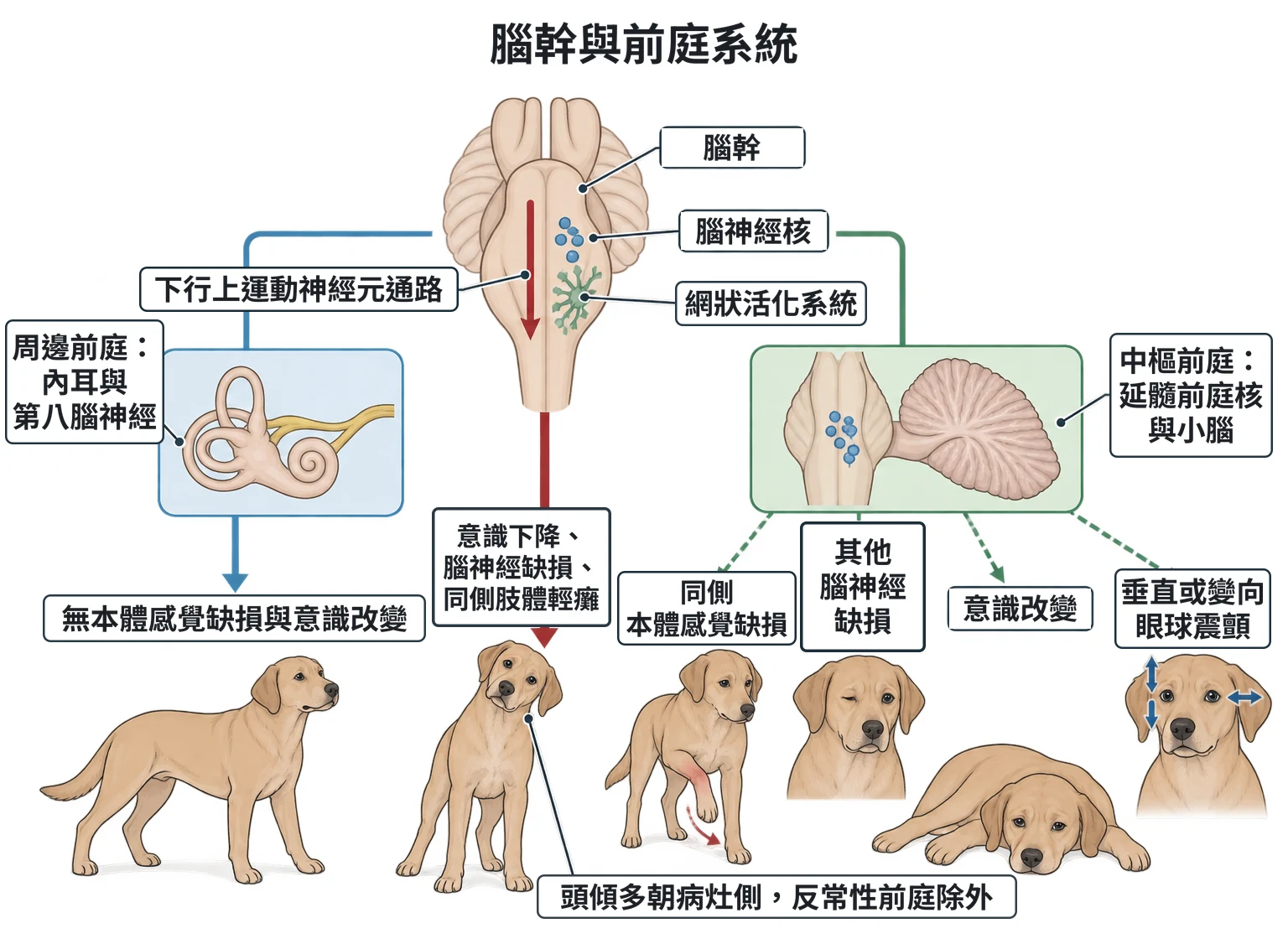 腦幹與前庭系統教學插圖