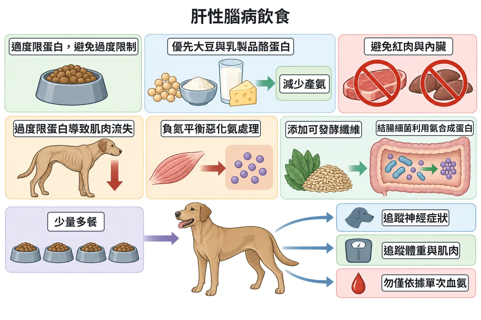 肝性腦病飲食教學插圖