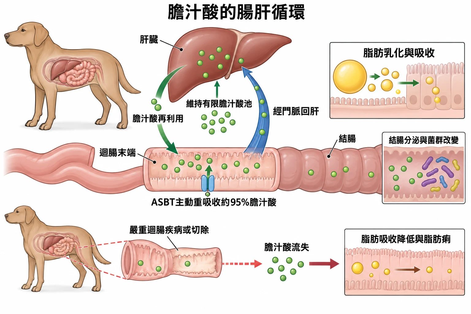 膽汁酸的腸肝循環教學插圖