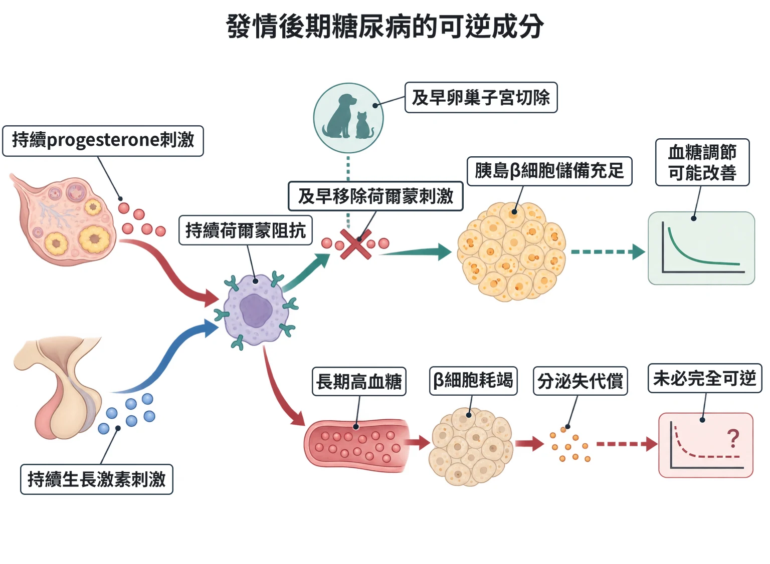 發情後期糖尿病的可逆成分教學插圖