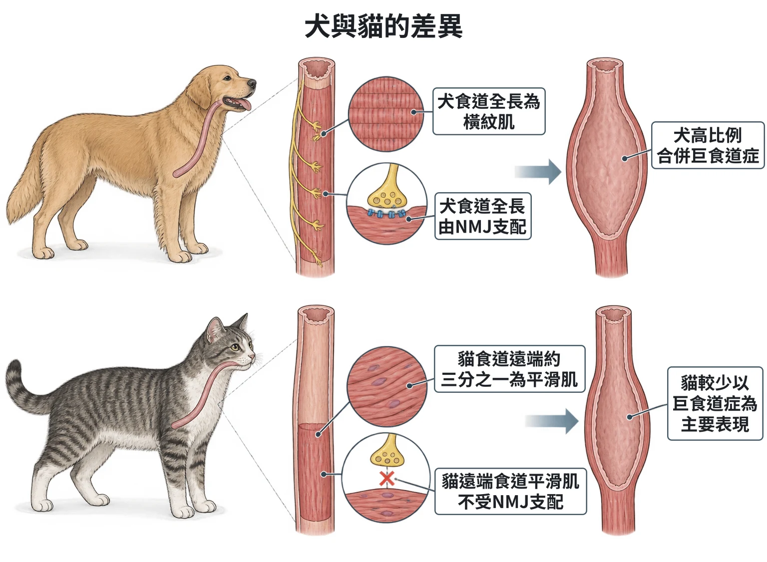 犬與貓的差異教學插圖
