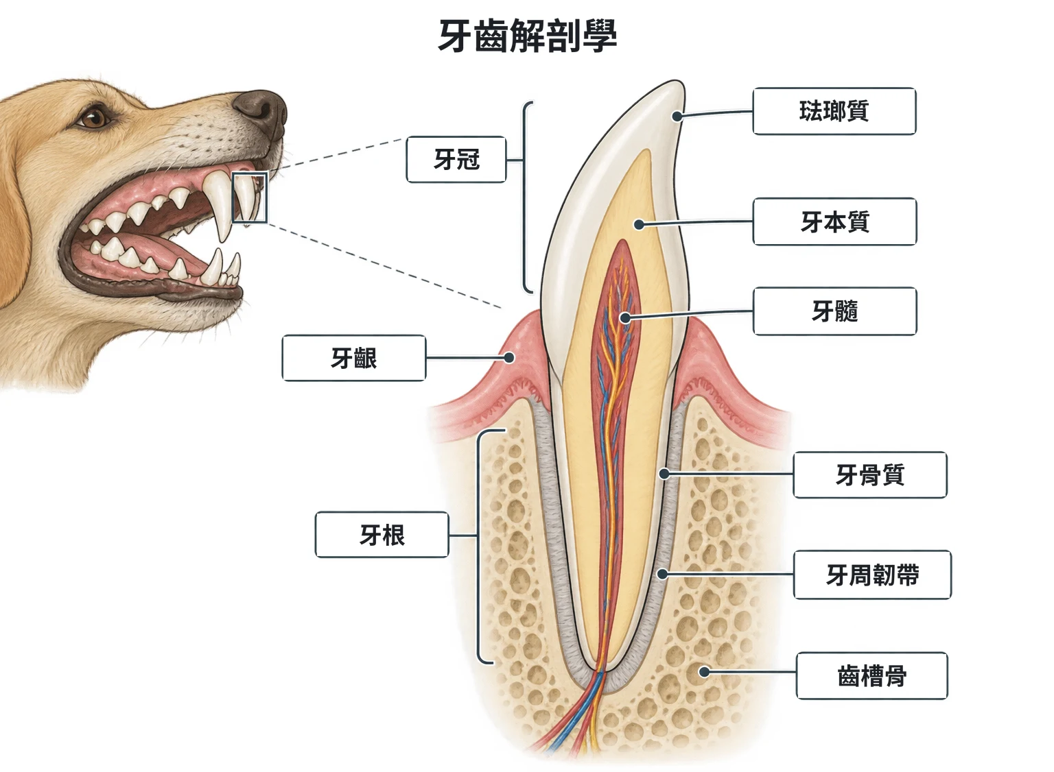 牙齒解剖示意圖：一顆單根牙的縱切面，標示牙冠、牙根、琺瑯質、牙本質、牙髓、牙骨質，以及牙齦、牙周韌帶、齒槽骨