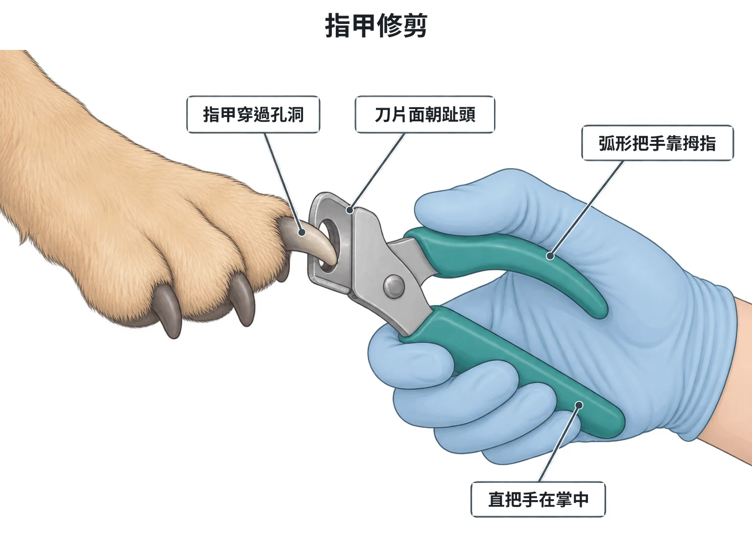 鍘刀式指甲剪握法示意圖：指甲穿過剪刀孔洞，刀片面朝趾頭，弧形把手靠拇指、直把手在掌中