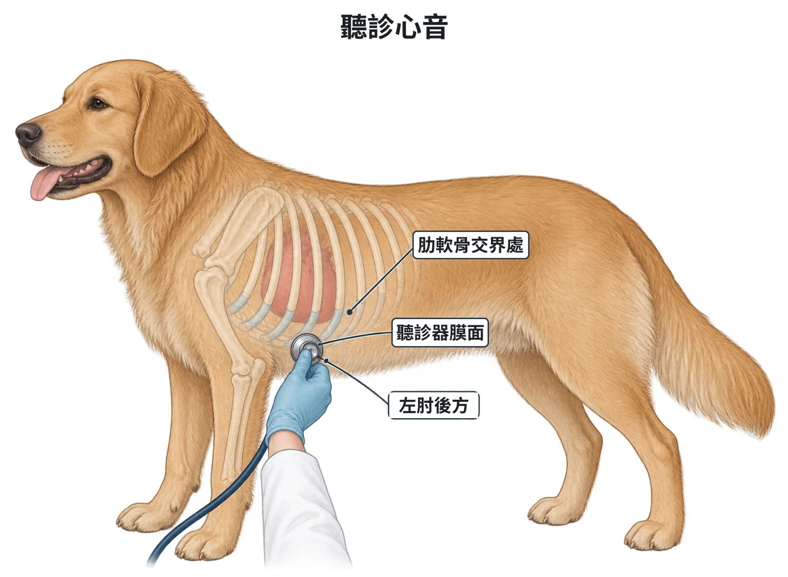 心臟聽診位置示意圖：站立患者左側面，肋骨下段轉為淺色肋軟骨；聽診器膜面貼在左肘正後方、肋軟骨交界處的胸壁上，位於心臟上方，不在前肢上