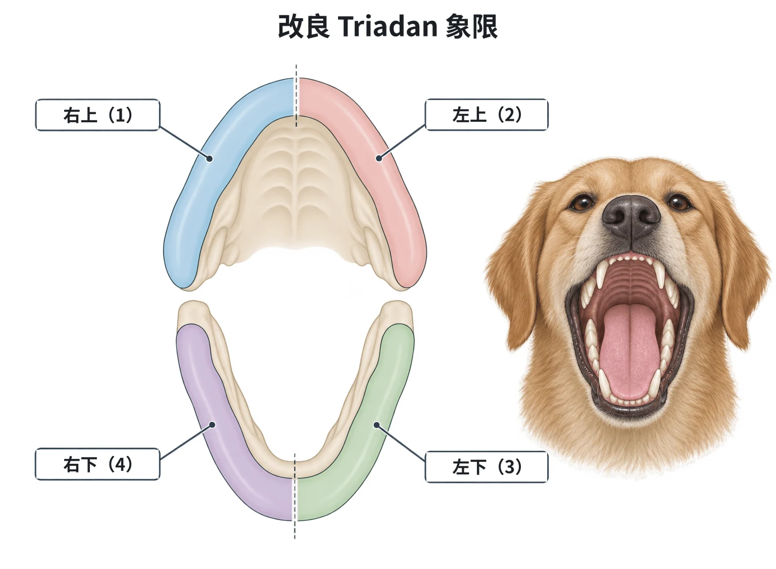 改良 Triadan 象限示意圖：面對患者的簡化上下牙弓，以中線分成四個象限，畫面左上為右上 1、右上為左上 2、右下為左下 3、左下為右下 4；旁邊小圖為張口面對讀者的犬臉