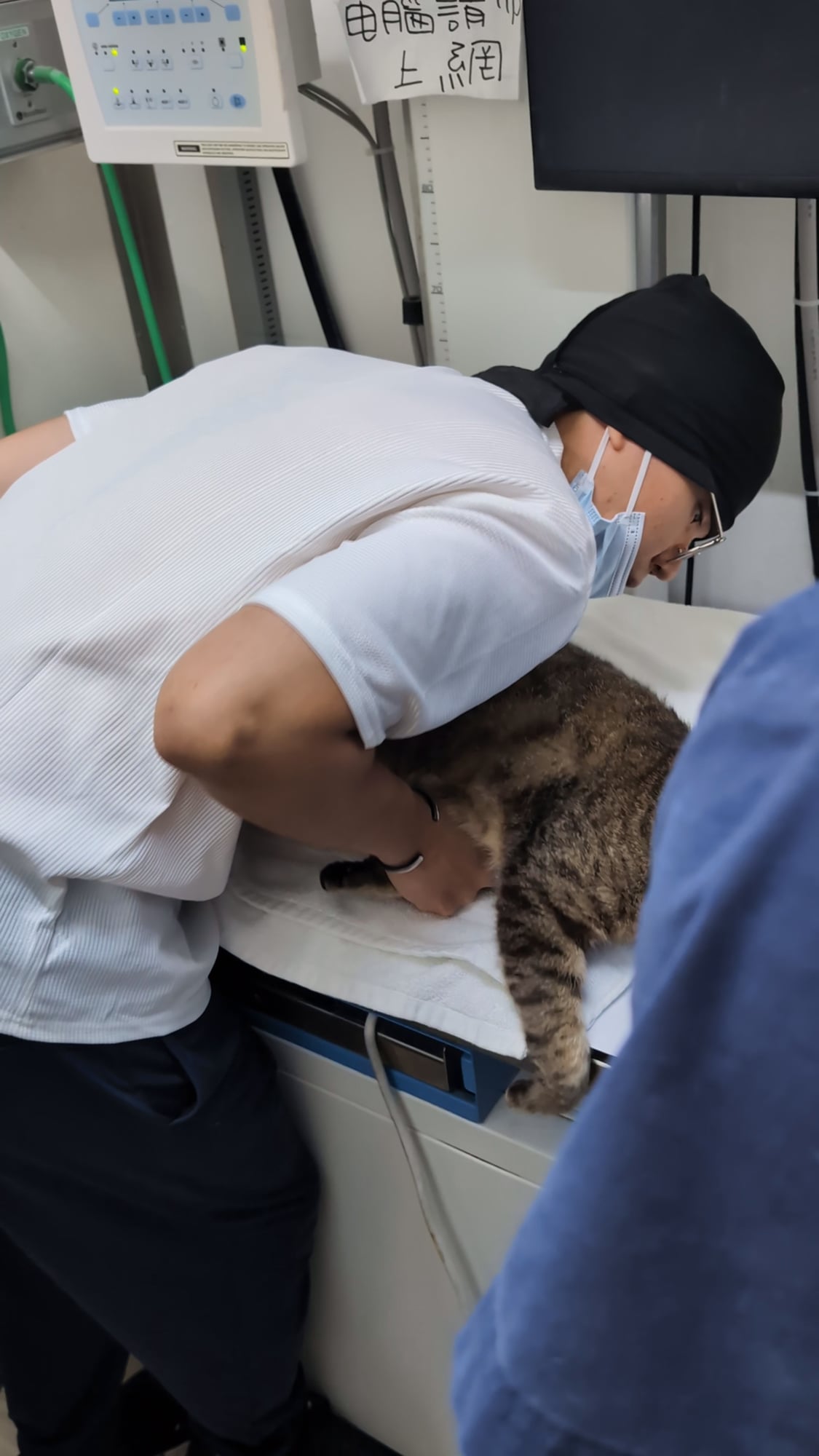 虎斑貓側躺在 X 光檯的毛巾上，助理彎腰貼著貓並握住牠的前肢