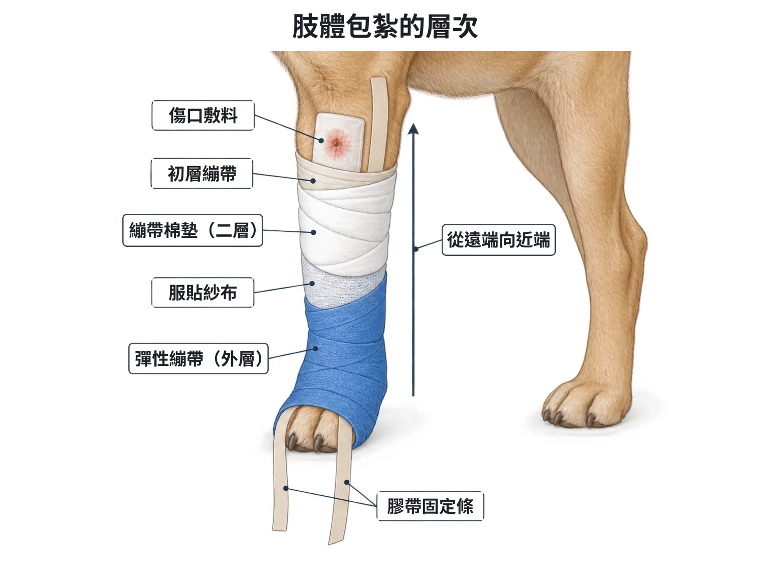 簡單包紮示意圖：前肢包紮的分層剖開圖，由內而外為傷口敷料、初層繃帶、繃帶棉墊、服貼紗布、彈性繃帶，兩條膠帶固定條沿腿前後延伸超出腳掌後翻折回來；箭頭由腳掌指向近端
