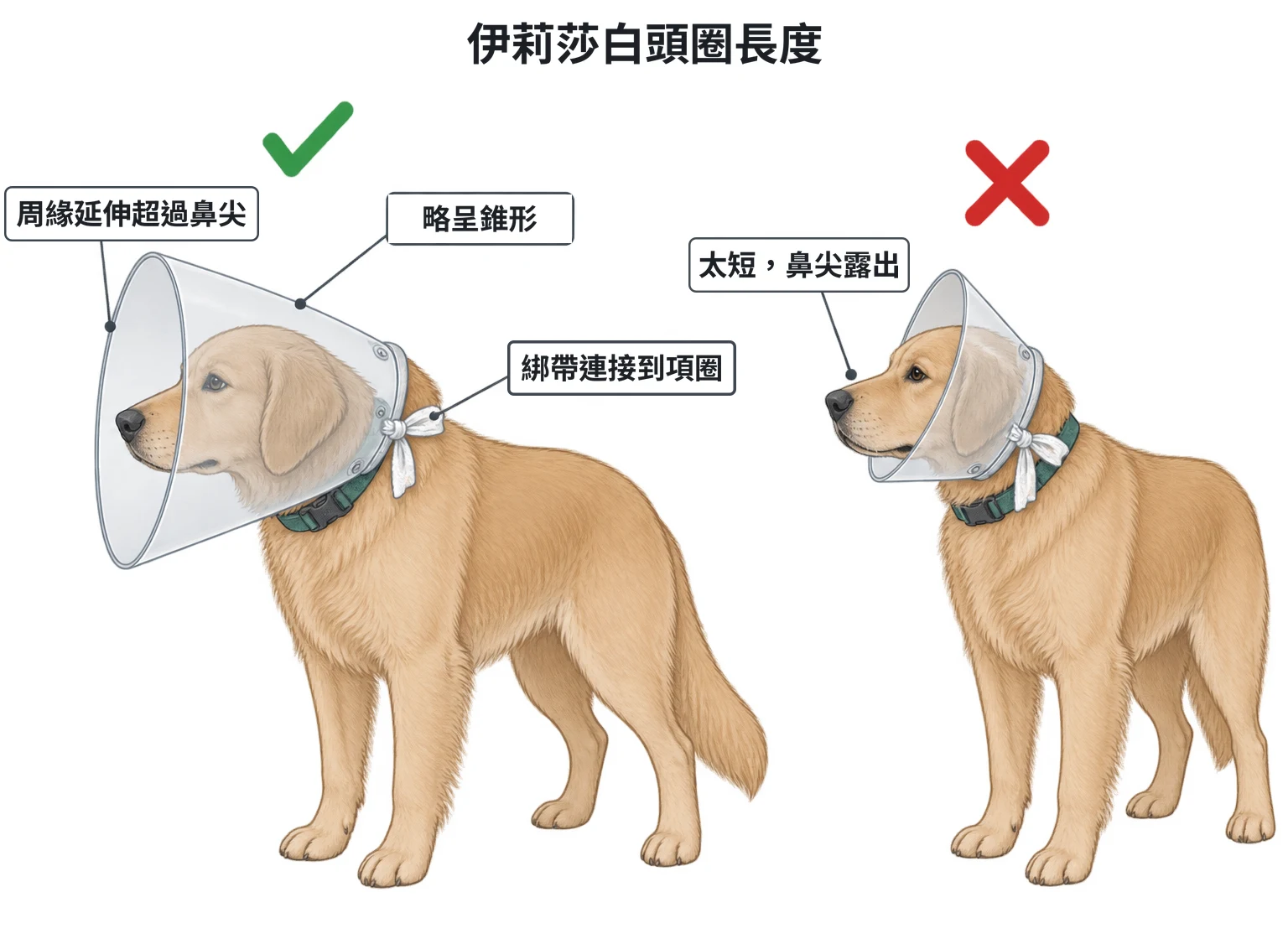 伊莉莎白頭圈示意圖：左為正確，透明頭圈略呈錐形、周緣超過鼻尖，底部以紗布綁帶連到病患自己的項圈；右為錯誤，頭圈太短、鼻尖露在外面