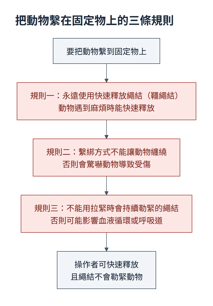 繫綁動物流程圖：把動物繫到固定物前，依序確認三條規則：一定用可快速釋放的韁繩結、繫法不能讓動物纏繞、不能用拉緊時會持續勒緊的繩結；三條都符合，才是操作者可快速釋放且不會勒緊動物的繫法