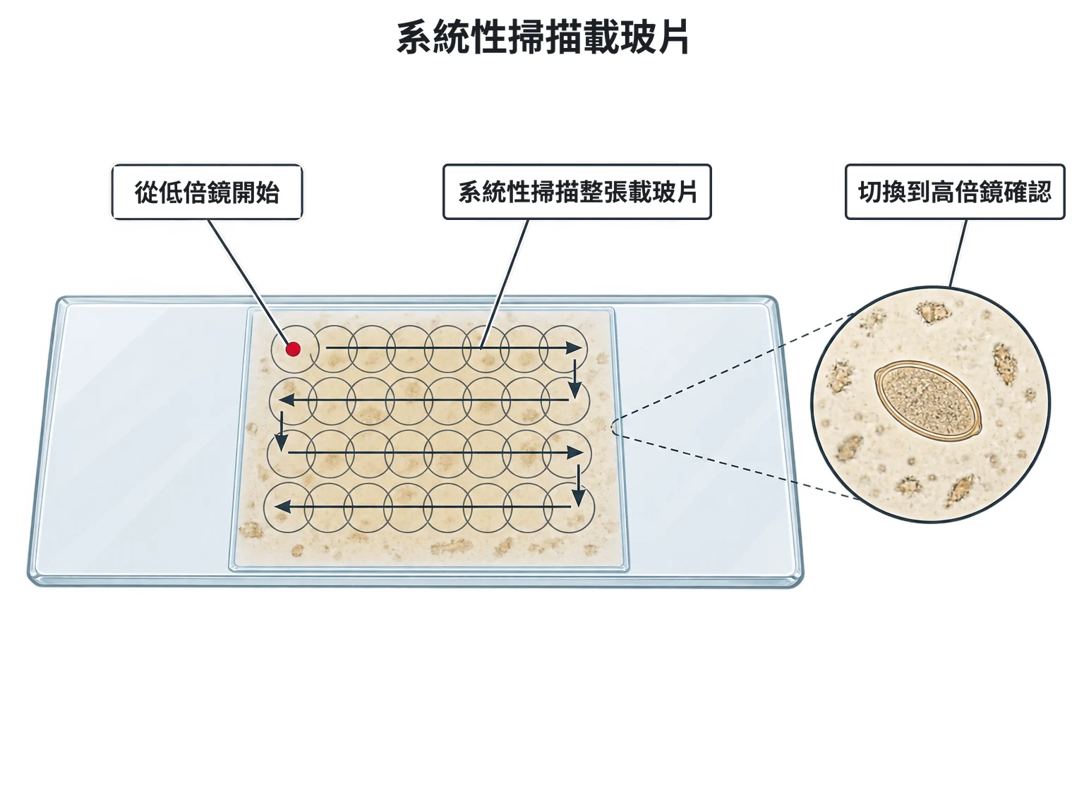 內寄生蟲鏡檢示意圖：載玻片俯視，蓋玻片範圍內由一格格重疊的視野圓圈排成來回的蛇行路徑，從左上角開始掃到底，不留空隙；放大小圖為高倍鏡下的一顆橢圓形蟲卵