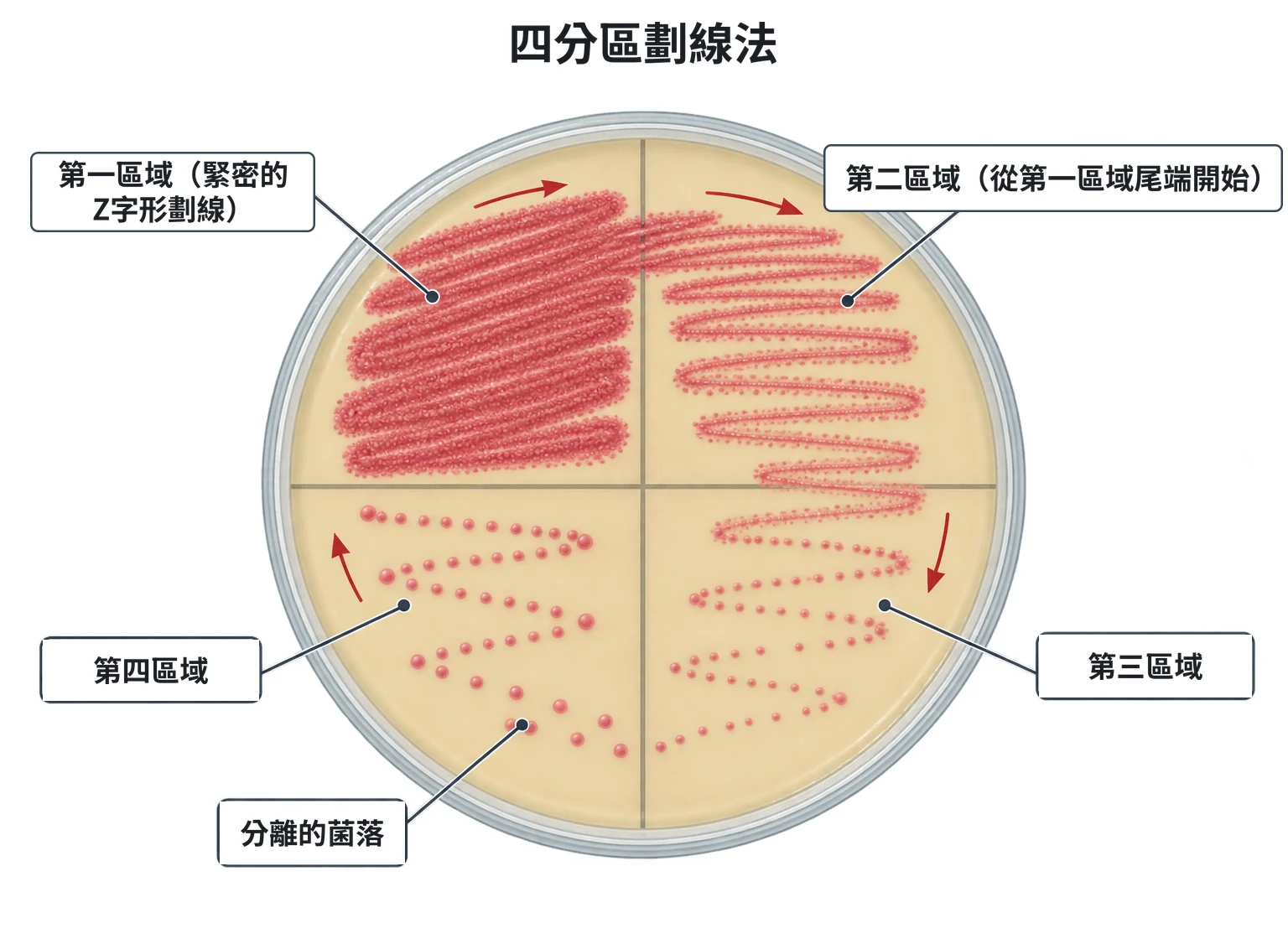 四分區劃線法示意圖：俯視培養後的瓊脂平板，底部畫線分成四區；第一區為緊密的Z字形劃線、菌長滿，第二、三、四區各從上一區尾端拉出劃線，菌量逐區變少，第四區沿線是分離的單一菌落