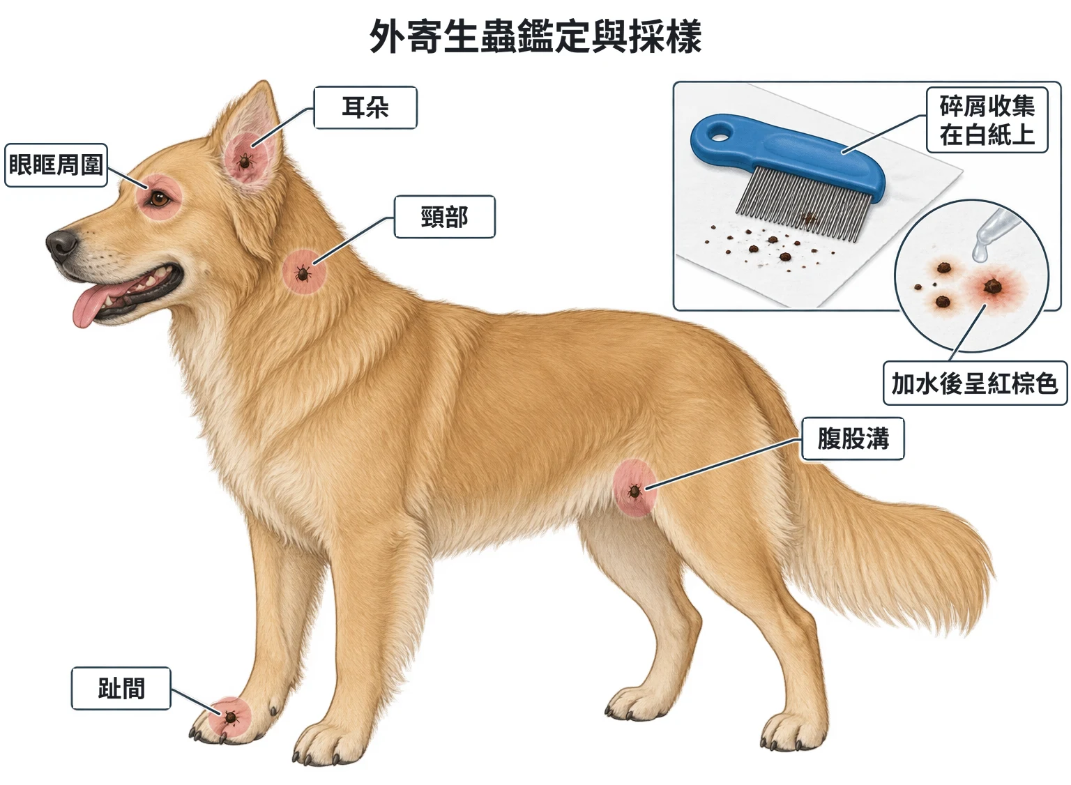 外寄生蟲檢查示意圖：犬側面標出壁蝨常躲的耳朵、眼眶周圍、趾間、頸部和腹股溝；小圖為跳蚤梳碎屑收集在白紙上，加水後跳蚤糞便呈紅棕色