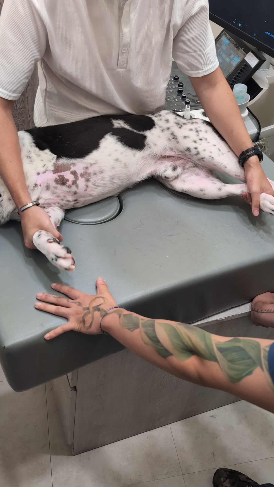 黑白花色犬側躺在檢查檯上，助理一手握前腳往前、一手握後腳往後