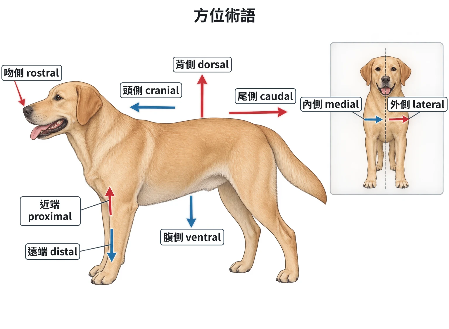 方位術語示意圖：犬側面以箭頭標示背側、腹側、頭側、尾側、吻側，前肢標示近端與遠端；正面小圖標示內側與外側
