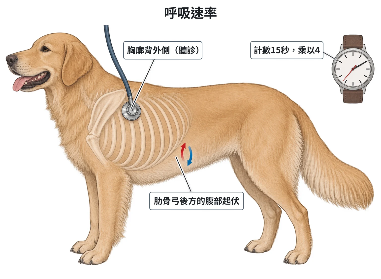 測量呼吸速率示意圖：站立的犬側面，肋骨弓後方的腹壁有上下起伏的小箭頭，聽診器放在胸廓背外側；角落小圖為有秒針的手錶
