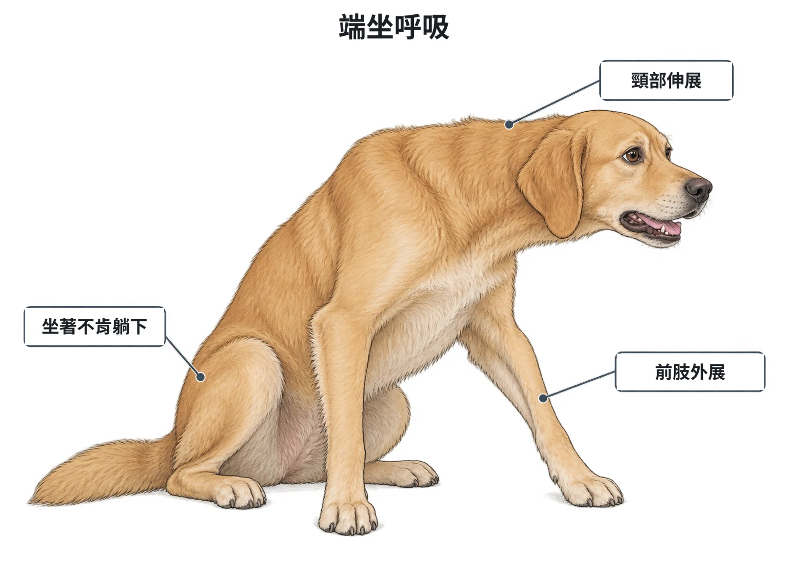 端坐呼吸示意圖：呼吸困難的犬斜前方視角，坐著不肯躺下，頭頸向前伸直，兩側手肘向外張開、前肢撐開