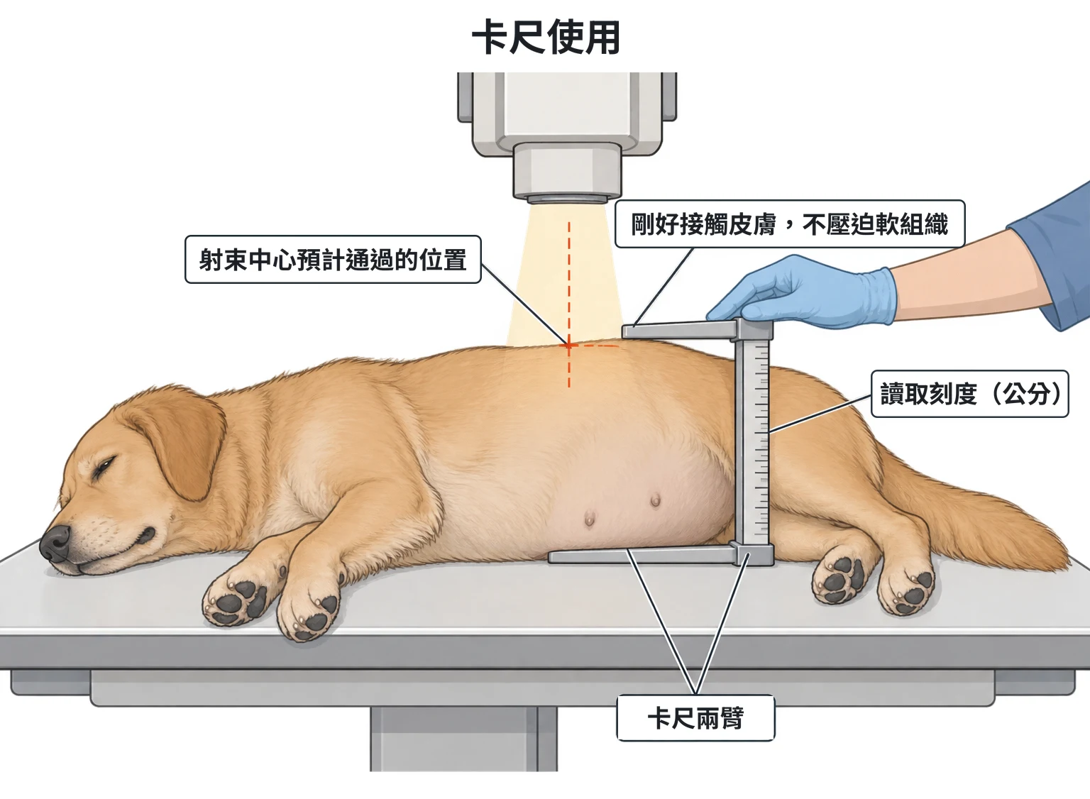卡尺使用示意圖：側臥於 X 光台的犬，卡尺兩臂跨在射束中心預計通過的位置，剛好接觸皮膚、不壓迫軟組織，讀取刻度