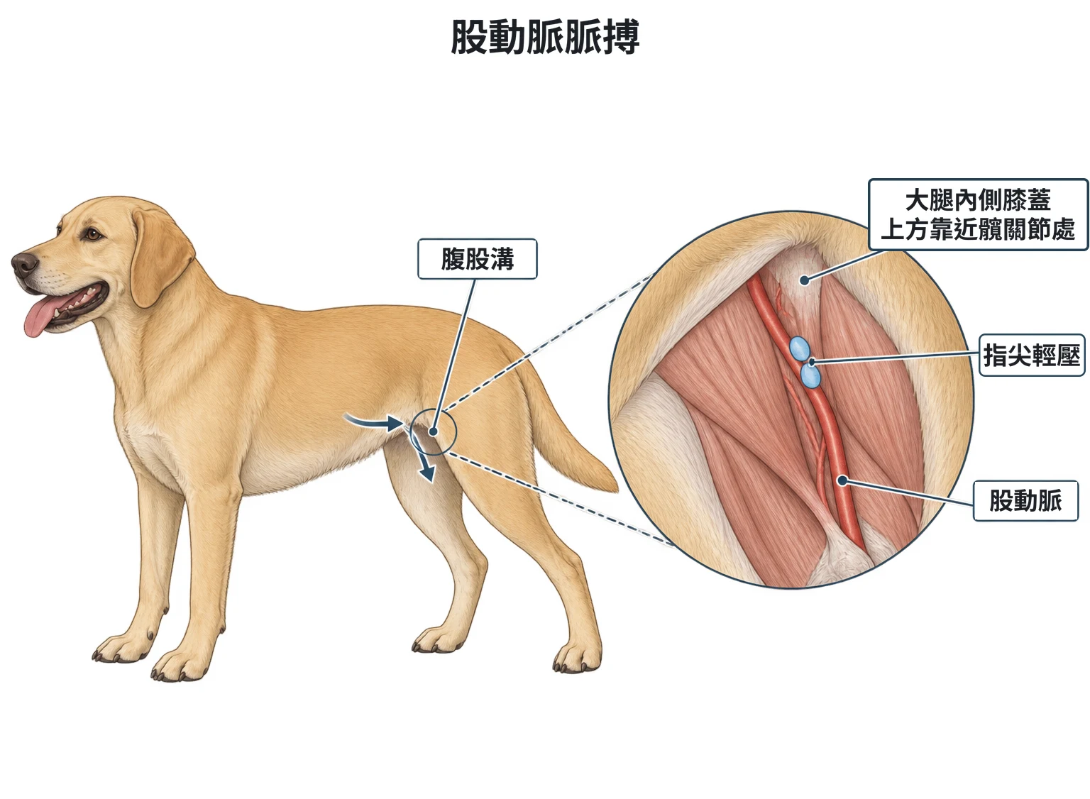 股動脈脈搏示意圖：站立患者側面，圈出後肢腹股溝；箭頭從後肢前方的腹側往後越過大腿前緣進入腹股溝、再往下扣到大腿內側；放大圖為大腿內側，紅色股動脈從腹股溝沿大腿內側往膝蓋走，兩個指尖位置落在膝蓋上方靠近髖關節處的動脈上