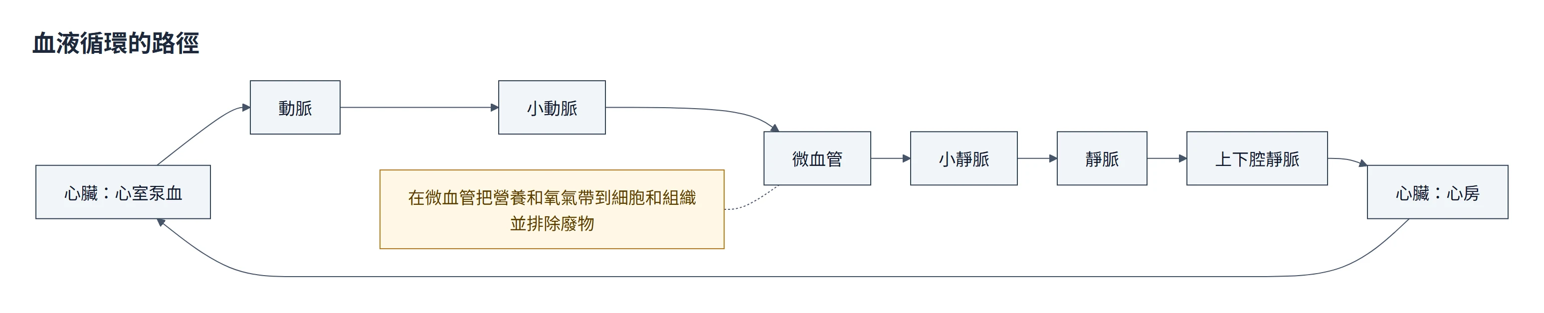 血管系統流程圖：心臟（心室）把血液泵出到動脈，再經小動脈到微血管，在微血管把營養和氧氣帶到細胞和組織並排除廢物，之後經小靜脈、靜脈、上下腔靜脈回到心臟（心房）