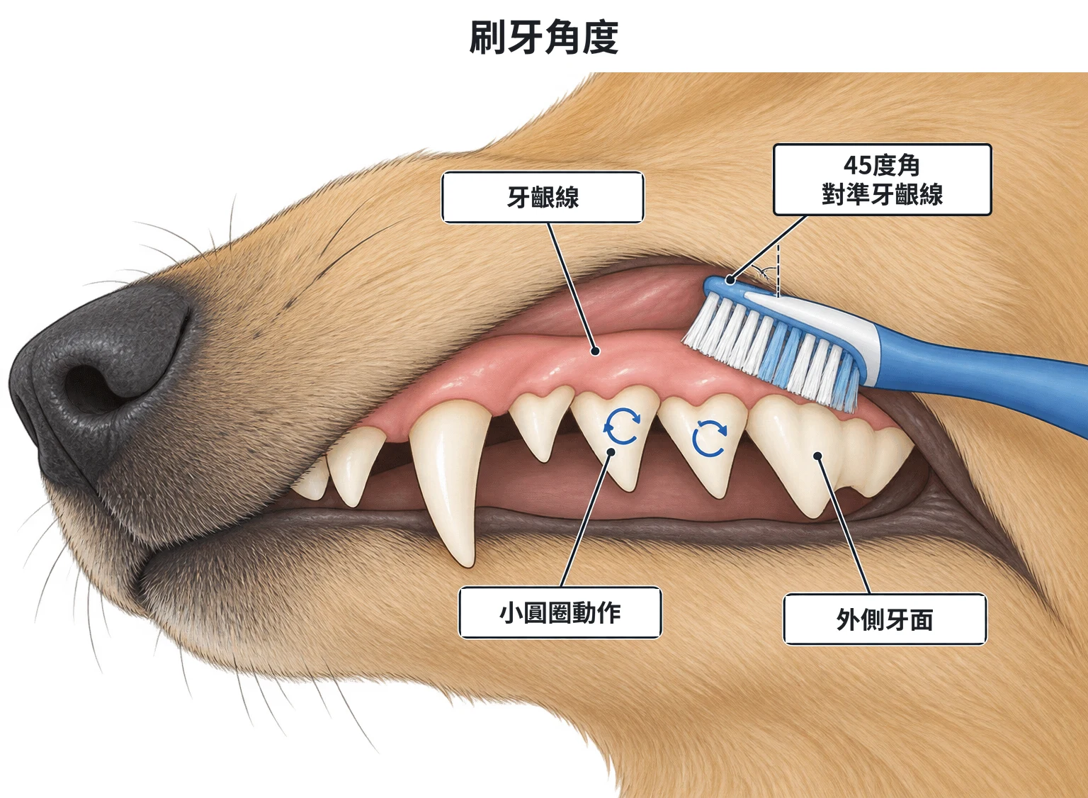 日常牙齒護理示意圖：犬上顎頰側牙齒的近照，嘴唇去除後露出外側牙面與牙齦，軟毛牙刷斜放，刷毛對準牙齒與牙齦交界處，牙面上畫著小圓圈箭頭
